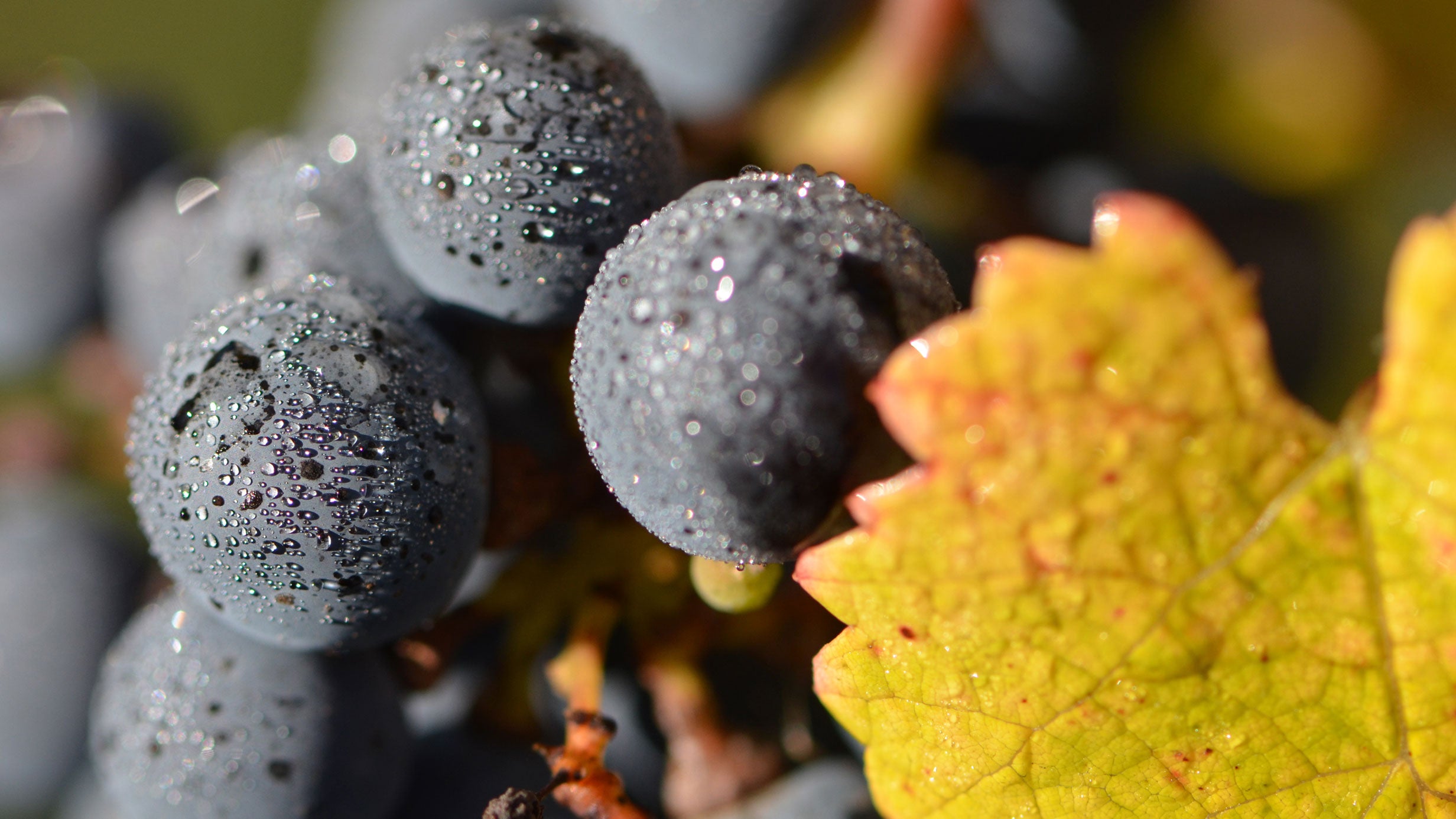 raisins rouges Le Louvetier