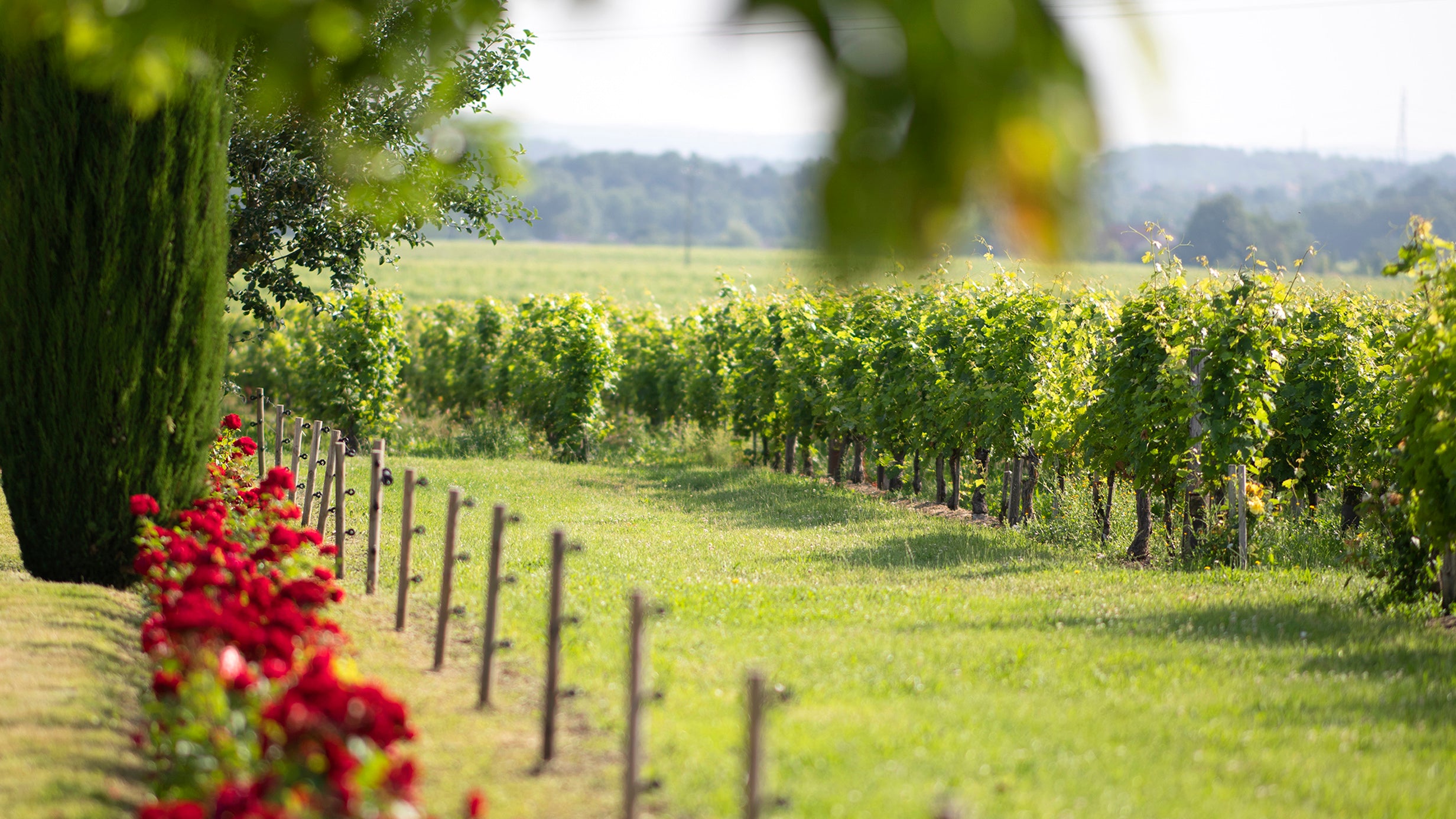 vignoble Château de Barbe Blanche Lussac Saint-Emilion